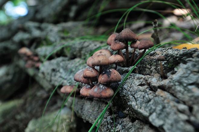 공작산에서 찾은 버섯들. 아직 버섯 철이 아니어서인지 식용 가능한 잘 알려진 버섯은 찾지 못했다. 버섯도 나름 숲을 치장하는 노리개처럼 하나하나가 묘하고 아름답다.
