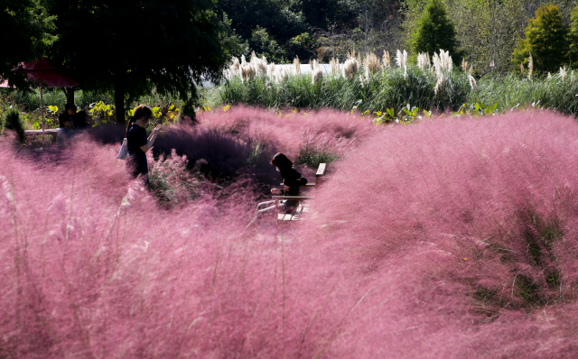 몇 년째 인기를 유지하고 있는 핑크뮬리. 청산수목원을 찾은 여행객들이 핑크뮬리 속에서 사진을 찍고 있다.