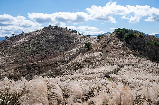 정선 민둥산 억새  [정선군 제공.재판매 및 DB 금지]