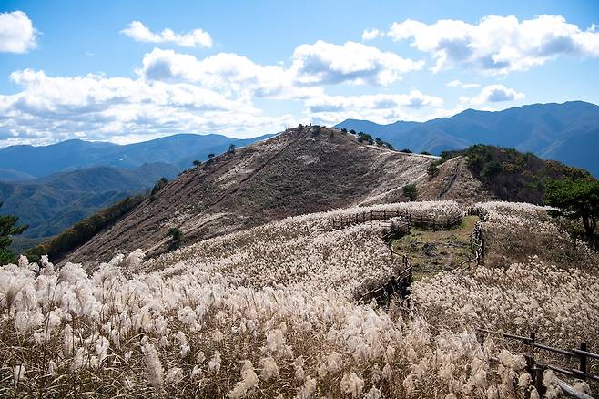 정선 민둥산 억새 [정선군 제공.재판매 및 DB 금지]