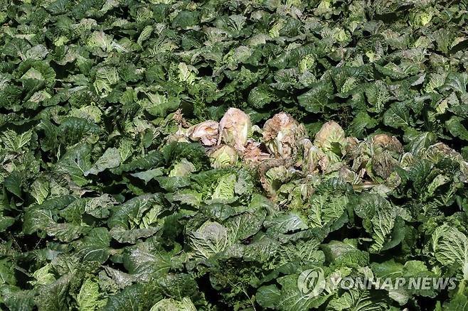 못 쓰게 된 가을배추 (괴산=연합뉴스) 천경환 기자 = 20일 충북 괴산군의 한 배추밭에 배추 잎사귀가 노랗게 시들고 있다. 2021.10.20 kw@yna.co.kr