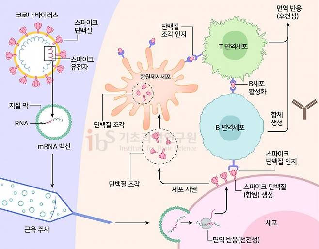 mRNA 백신기술은 바이러스의 항원단백질을 코딩하고 있는 mRNA의 생산과, 이 mRNA를 안전하게 세포 내로 전달하는 리피드나노파티클 LNP의 합성으로 나누어진다. 이론적으로 DNA를 이용한 백신도 가능하지만 결국 핵산 염기서열을 이용해 성공한 기술은 DNA가 아닌 RNA였다. 그리고 이 기술의 개발에는 반세기가 넘는 시간이 걸렸다. 이미지자료 IBS 제공