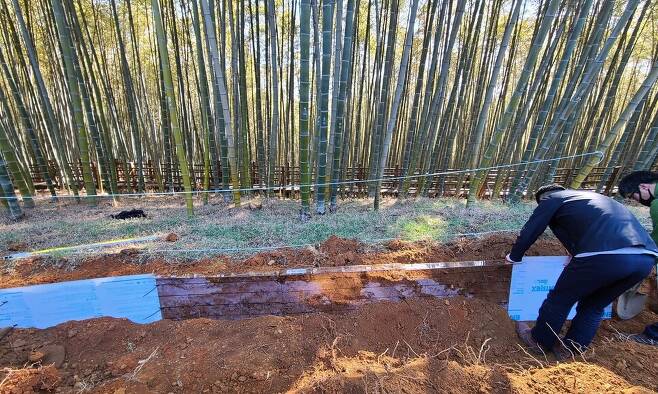 국립산림과학원이 대나무 번식을 효과적으로 차단하는 연구를 하고 있다.