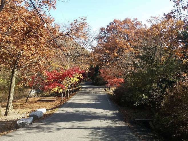 회문산휴양림의 가을단풍 모습