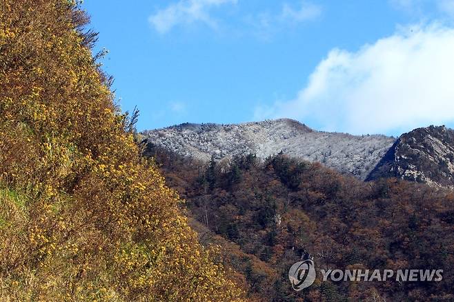 가을과 겨울의 공존 [연합뉴스 자료사진]