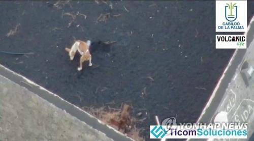 화산재로 뒤덮인 땅 위에서 뒹구는 강아지 (토도케 로이터=연합뉴스) 스페인령 카나리아제도 라팔마섬에서 화산이 폭발하면서 주인과 함께 도망치지 못한 강아지가 화산재로 뒤덮인 땅에 홀로 누워있다. 2021.10.20 photo@yna.co.kr [볼캐닉라이프/티콤 솔루시오네스 제공. 재판매 및 DB 금지]