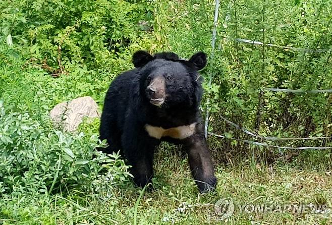 반달가슴곰 KM-53 본 기사 내용과 관련 없음. [국립공원생물종보전원 제공. 재판매 및 DB 금지]