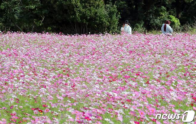 21일 오전 제주시 애월읍 항파두리 항몽유적지 코스모스밭에서 방문객들이 가을정취를 즐기고 있다. 2021.10.21/뉴스1 © News1 오현지 기자