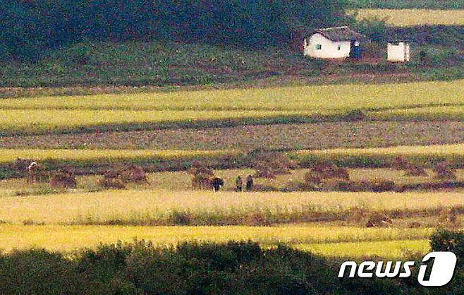 북한 노동당 창건일을 사흘 앞둔 7일 경기 파주 오두산 통일정망대에서 바라본 북한 황해북도 개풍군 일대에서 가을걷이에 나선 북한 주민들이 움직이고 있다. 2021.10.7/뉴스1 © News1 민경석 기자