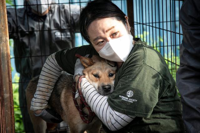 김나라 HSI 매니저가 전남 진도군 식용개 농장에서 개를 구조하고 있다. HSI 제공