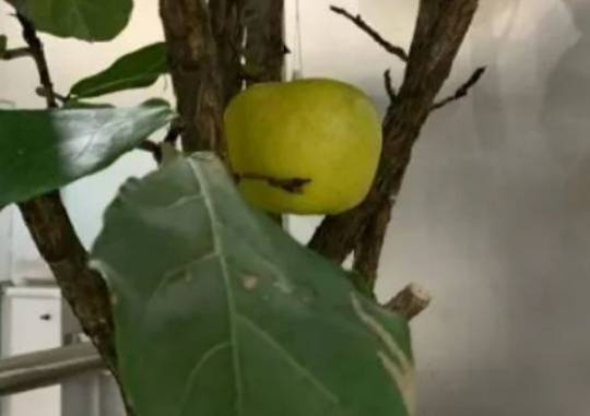 A picture of an apple was posted on an Instagram account opened in the name of former Prosecutor General Yoon Seok-youl. Captured from former Prosecutor General Yoon Seok-youl’s Instagram account