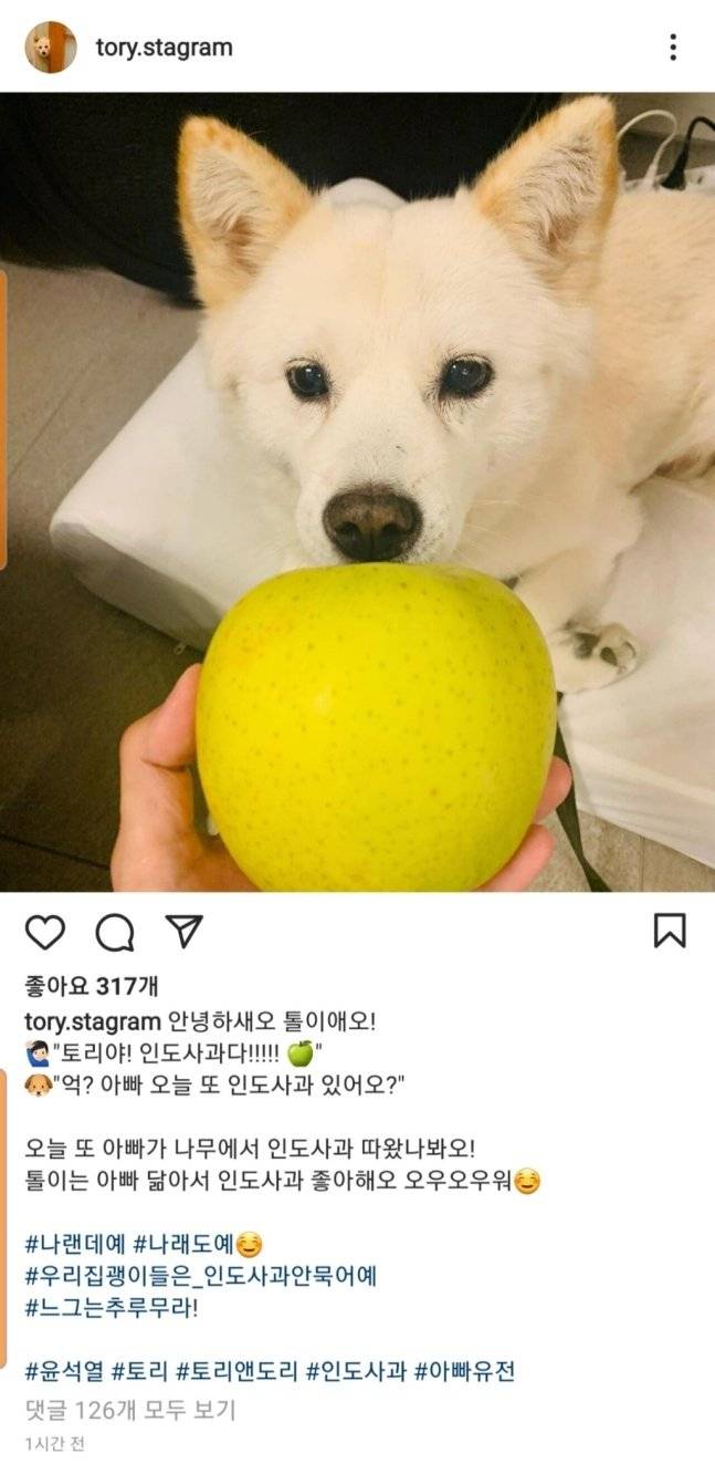 /사진=윤석열 전 검찰총장 반려견 '토리' 인스타그램 캡처