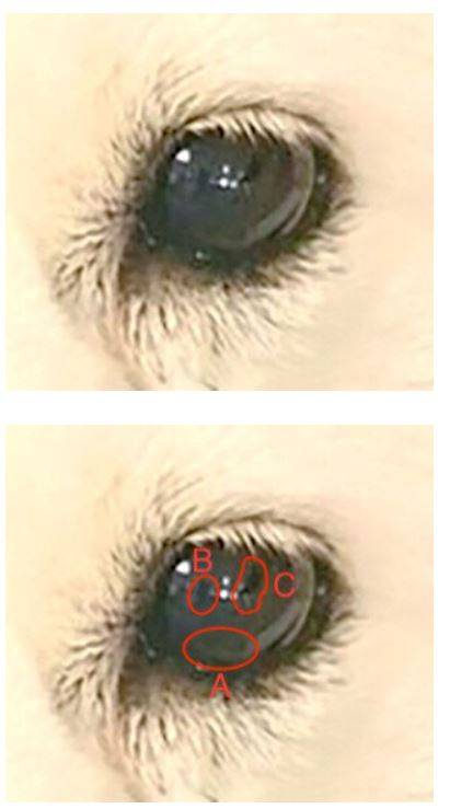 반려견 '토리'의 눈을 확대한 사진/온라인 커뮤니티 캡처