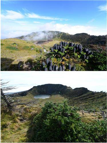 구상나무 결실. 위는 2016년, 아래는 올해 모습 [국립산림과학원 제공. 재판매 및 DB 금지]