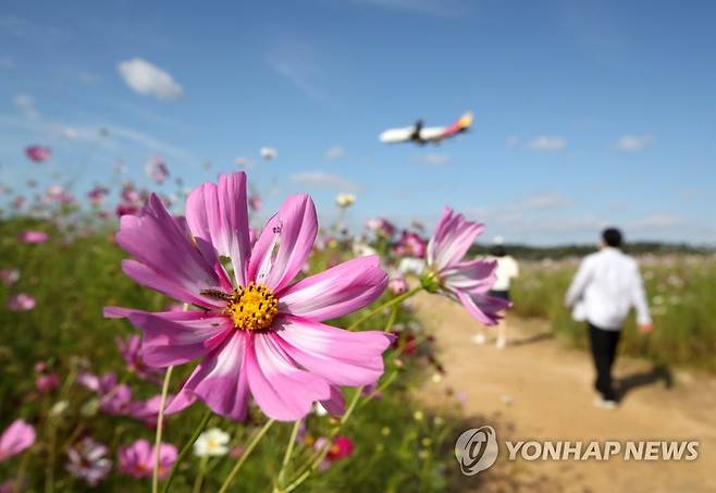 깊어가는 가을 속으로 (영종도=연합뉴스) 임헌정 기자 = 낮과 밤의 길이가 같아지는 절기상 추분(秋分)인 23일 영종도 인천국제공항 하늘정원 코스모스밭 위로 항공기가 지나가고 있다. 2021.9.23 kane@yna.co.kr