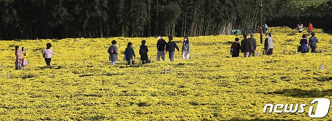 18일 오후 울산 태화강 국가정원 초화단지를 찾은 시민들이 활짝 핀 노란 국화를 감상하며 가을 분위기를 즐기고 있다. 2021.10.18/뉴스1 © News1 윤일지 기자