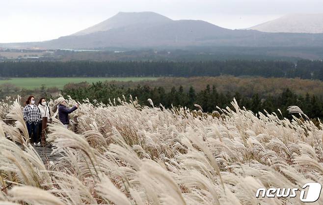 3일 제주시 조천읍 교래리 산굼부리에서 관광객들이 억새길 사이를 걸으며 가을 정취를 즐기고 있다.2020.11.3/뉴스1 © News1 오현지 기자