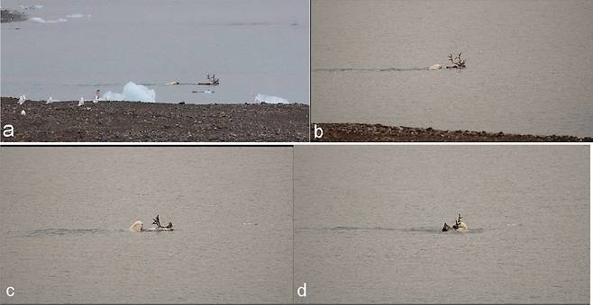 노르웨이 스발바르 군도에서 순록이 북극곰을 피해 바다로 뛰어들었지만 곧 붙잡혔다./폴란드 북극 연구기지