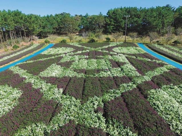 태안 꽃지해수욕장의 코리아플라워파크에 만개한 가을꽃 축제.