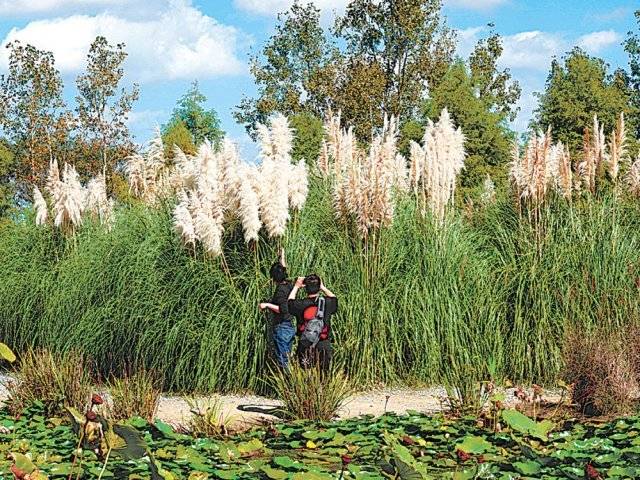 태안 청산수목원 내 흰 솜털 같은 꽃을 피운 팜파스그라스.