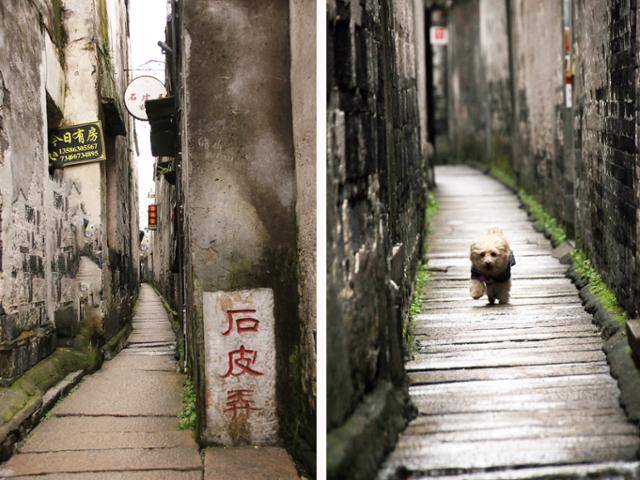 시탕 서가의 좁은 골목 스피룽. 강아지 달려오는 모습이 정겹다. Ⓒ최종명