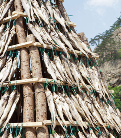 인제의 특산품 중 하나인 황태. 동해에서 불어오는 바닷바람과 인제계곡의 추운 바람이 만들어내 속은 황금빛을 띠며, 쫄깃한 맛이 일품이다. 사진=인제군.