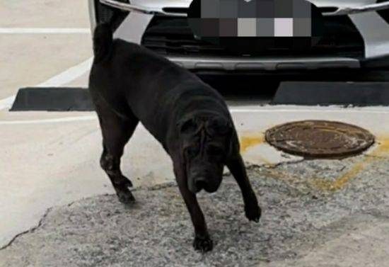 견주가 골목에 풀어놓은 맹견. 주민 2명이 물려 상처를 입었다. [이미지출처=부산경찰청]