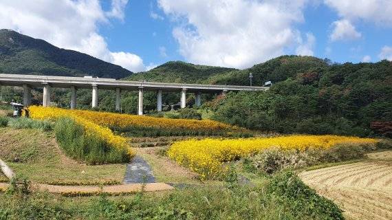 ▲ 기장군 농업기술센터가 조성한 일광 광산마을의 경관농업단지의 모습. 기장군 제공