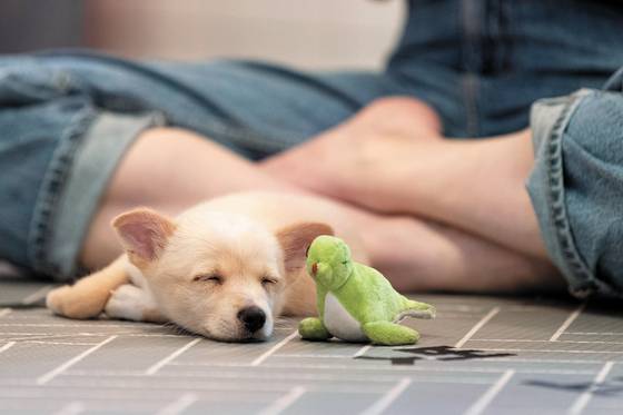A visitor spends time with a rescued dog at the Seoul Abandoned Animal Adoption Center in Jungang District, eastern Seoul. [JUNG JUN-HEE]