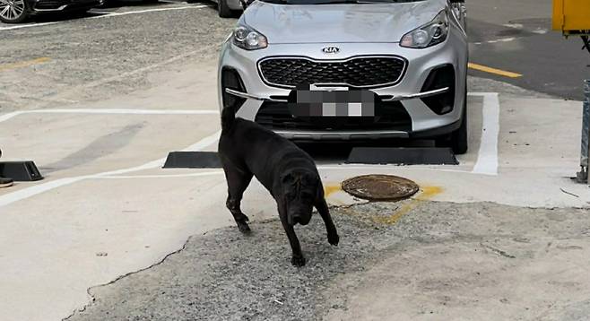 부산 도심에서 술에 취한 50대 개 주인이 맹견을 풀어 주민 2명이 물리는 사고가 발생했다. 부산경찰청 제공