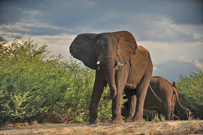 코끼리가 짓밟아…남아공서 밀렵꾼 남성 숨진 채 발견(사진=123rf)