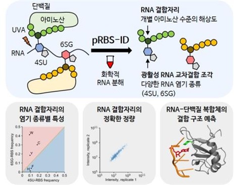 광활성 RNA를 이용한 pRBS-ID 연구 결과 모식도(IBS 제공) ©뉴스1