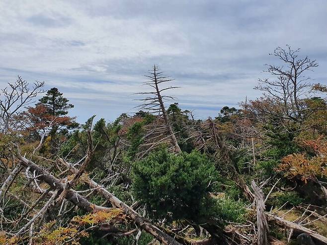 지난해 10월 한라산 성판악 등산로 주변에서 촬영한 구상나무 고사목. 태풍과 이상기후 등으로 한라산 구상나무 숲이 최근 20여년 동안 39% 이상 쇠퇴했다. 허호준 기자