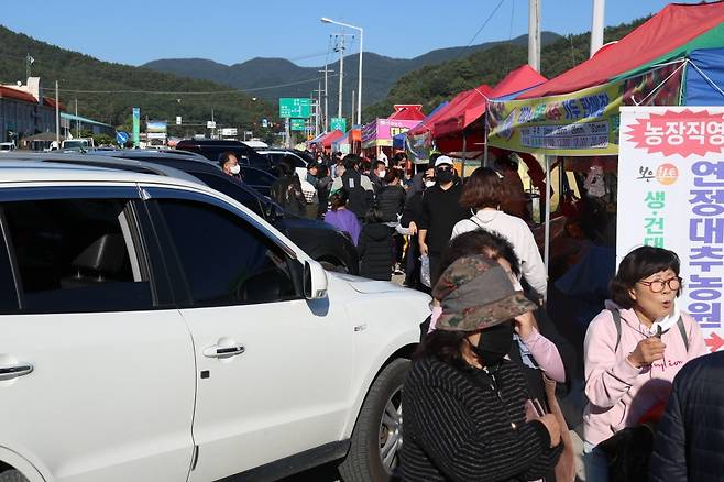 보은대추 가두판매장 모습 [보은군 제공. 재판매 및 DB 금지]