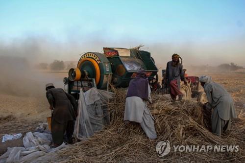 아프가니스탄 칸다하르에서 밀을 수확하는 농부  [EPA 연합뉴스 자료사진. 재판매 및 DB 금지]