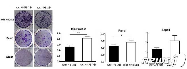 IORT 시행 및 미시행 그룹별 췌장암 세포주 증식 비교 (사진제공=강남세브란스병원)© 뉴스1