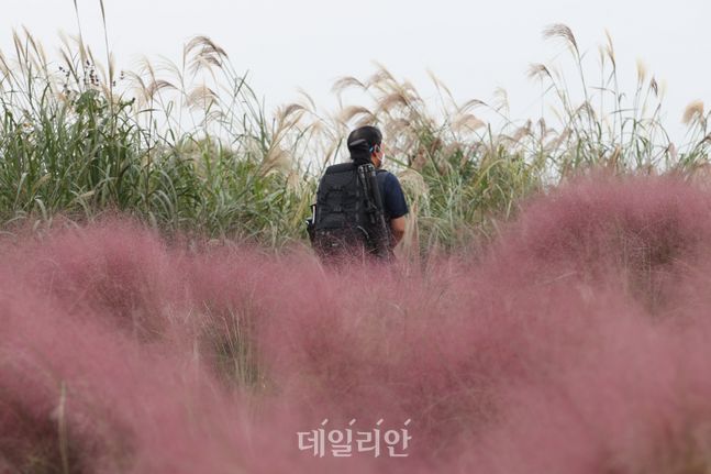 산발적인 빗방울이 떨어지고 있는 서울 마포구 하늘공원에서 시민들이 핑크뮬리 밭을 거닐며 가을 정취를 느끼고 있다. ⓒ데일리안 류영주 기자