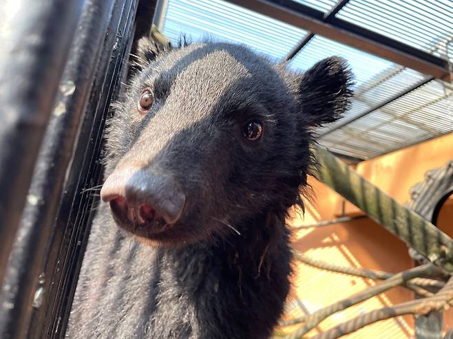 경기 용인시 사육곰 농장에서 불법증식으로 태어난 곰들이 임시보호소에서 지내고 있다. 청주동물원