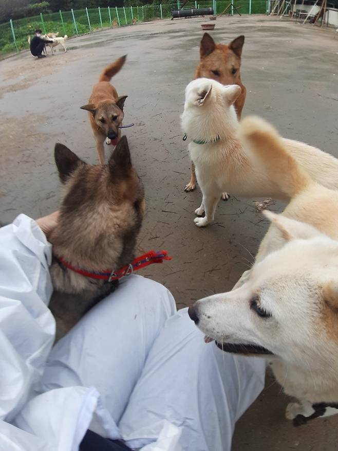 Jindo dogs rescued from a dog meat farm play at a training center in Gyeongju, North Gyeongsang Province. (Shin Ji-hye/The Korea Herald)