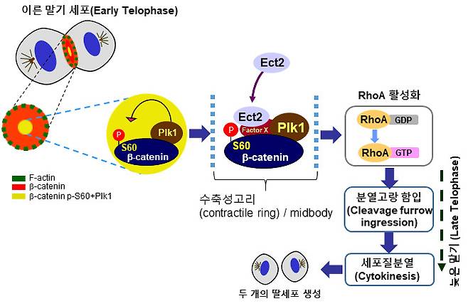 베타-카테닌 세린60번 인산화에 의한 세포질 분열. [한국생명공학연구원 제공]