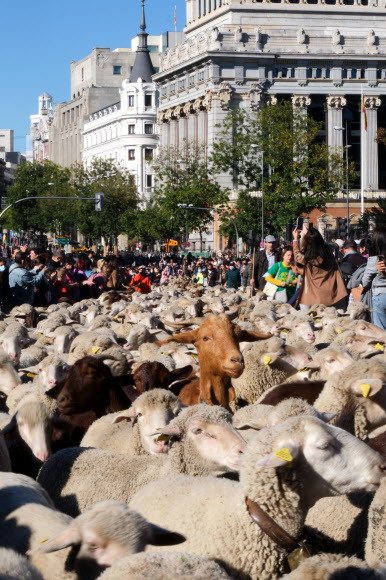 지난 24일(현지시간) 스페인 수도 마드리드의 광장에서 트랜스휴먼스(계절 변화에 따른 가축 이동) 페스티벌이 열렸다. 마드리드=신화연합