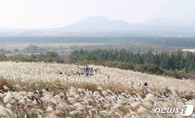 27일 오전 제주시 조천읍 교래리 산굼부리에서 관광객들이 억새길 사이를 걸으며 가을 정취를 즐기고 있다. 2021.10.27/뉴스1 © News1 오현지 기자