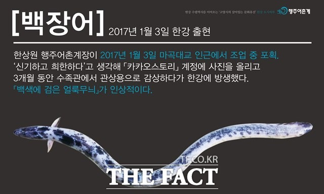 야외전시장에는 2017년 1월 잡힌 한강 최초의 ‘백장어’ 사진이 공개돼 눈 길을 끌었다./송예진 작가 제공