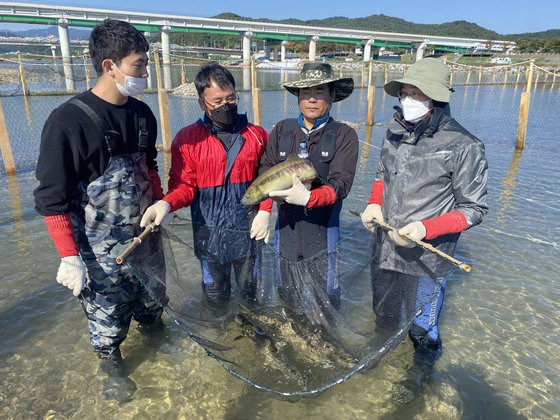 경북 울진 왕피천에서 포획한 연어들. 사진 경상북도 민물고기연구센터