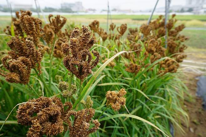 최근 급변하는 기후변화 작물로 주목받고 있는 손가락조 수확기 모습/사진=농촌진흥청