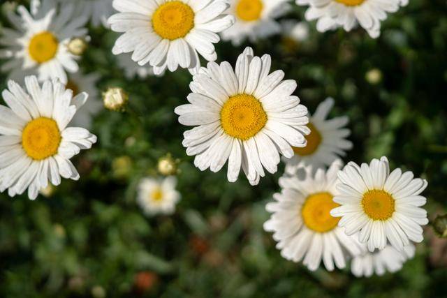 데이지. 게티이미지뱅크