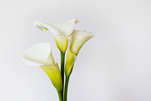 백합. 게티이미지뱅크
