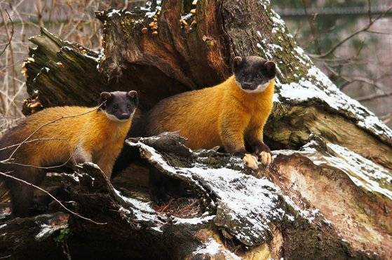 담비. 조선 시대엔 함경도 지역에서 구할 수 있는 값비싼 공물이었다. [사진 pixabay]