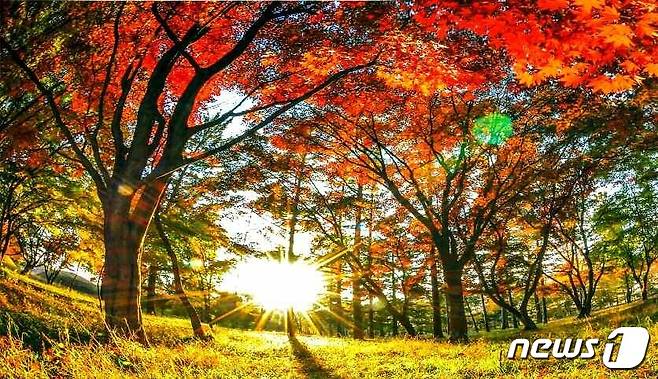 (평양 노동신문=뉴스1) = 북한 조선노동당 기관지 노동신문은 31일 '수도 평양의 이채로운 가을풍경'이란 제목으로 관련 사진 여러 장을 실었다. [국내에서만 사용가능. 재배포 금지. DB 금지. For Use Only in the Republic of Korea. Redistribution Prohibited] rodongphoto@news1.kr