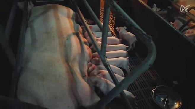 공개 구조 당시 새벽이가 있던 종돈장의 실제 모습. 아주 비좁은 공간에 엄마 돼지가 있었고, 새끼 돼지들이 젖을 빨고 있었다./사진=동물권단체 직접행동DxE
